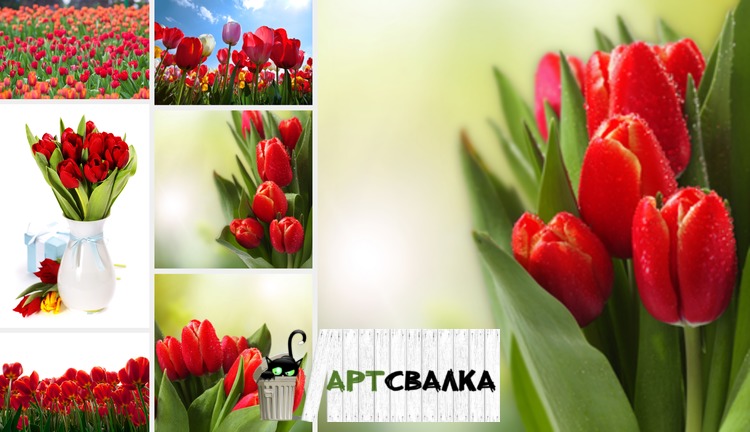 Красные тюльпаны фото. Часть 2 | Red tulips photo. Part 2